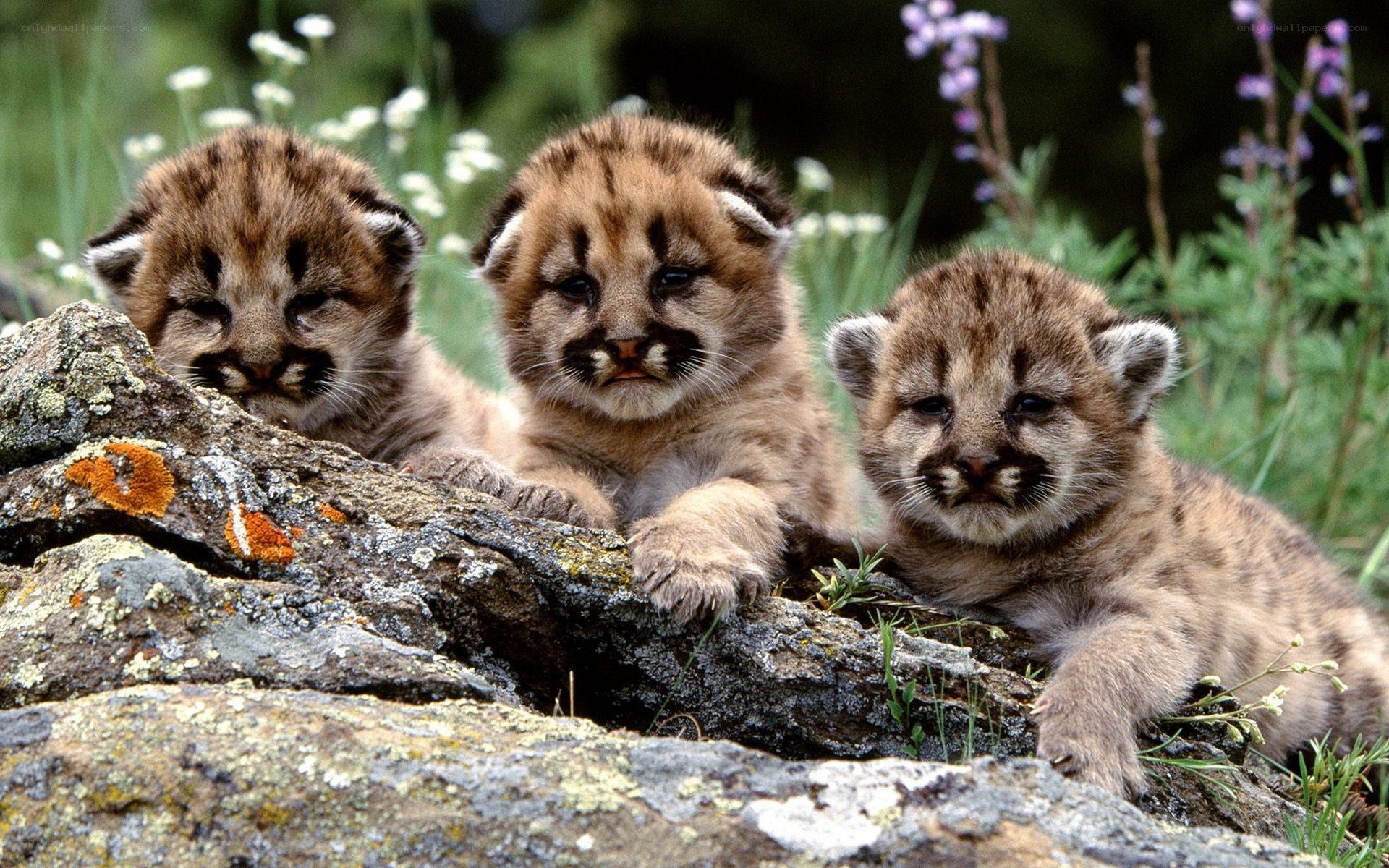 Three cougar cubs on a rock