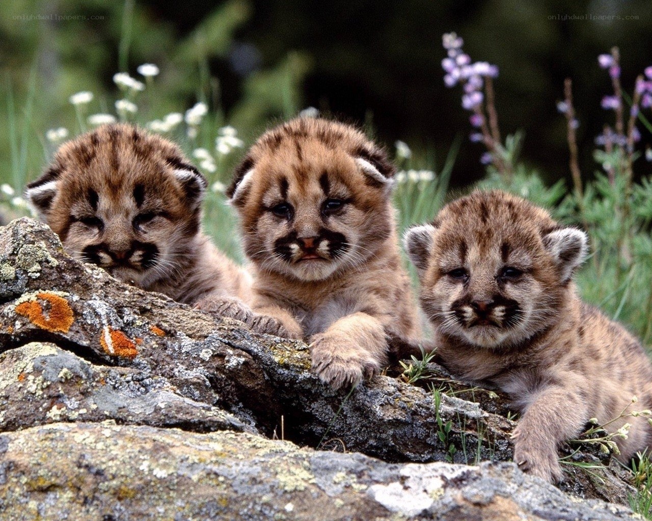 three cougar cubs on a rock