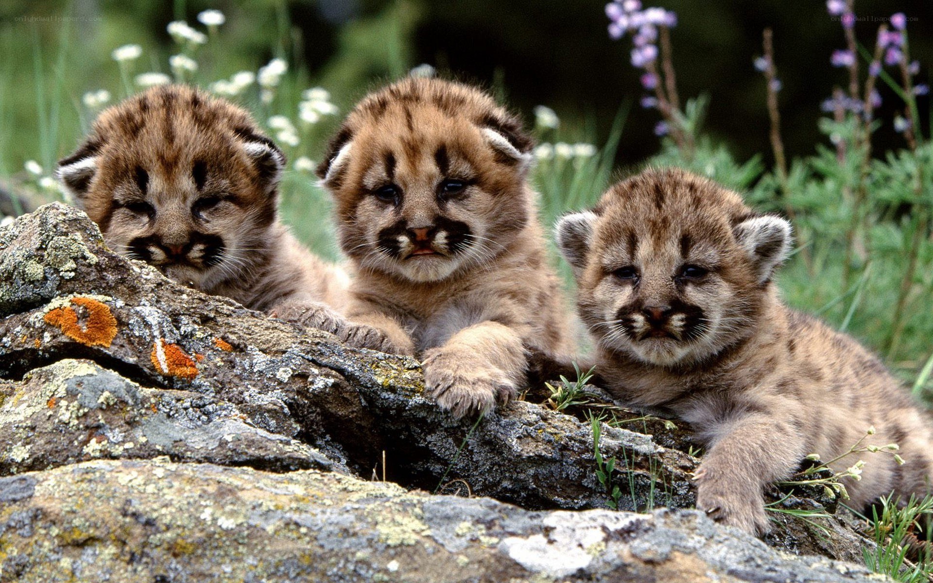 Three cougar cubs on a rock