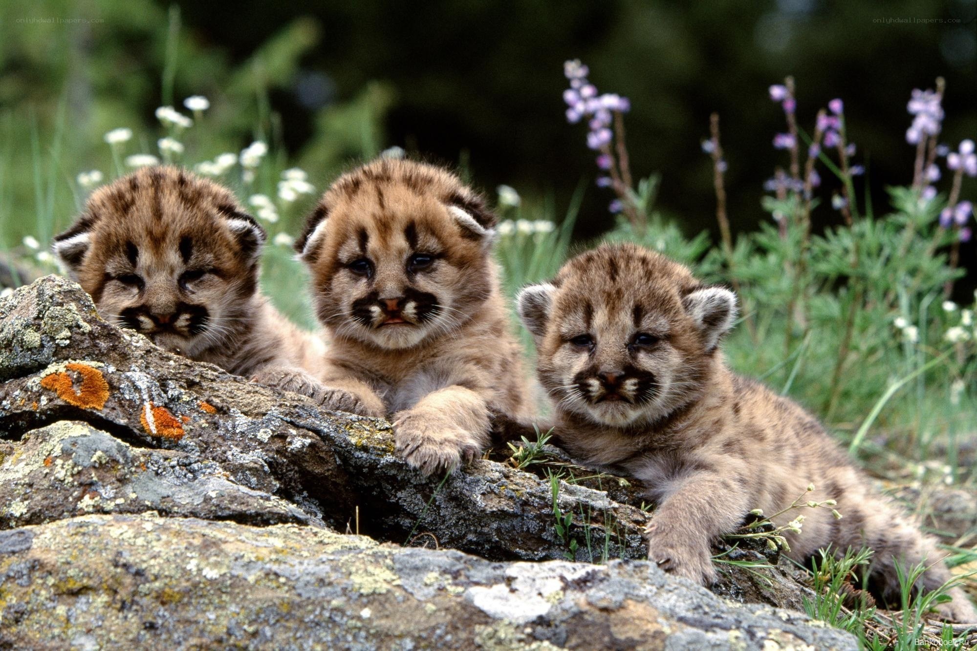Three cougar cubs on a rock