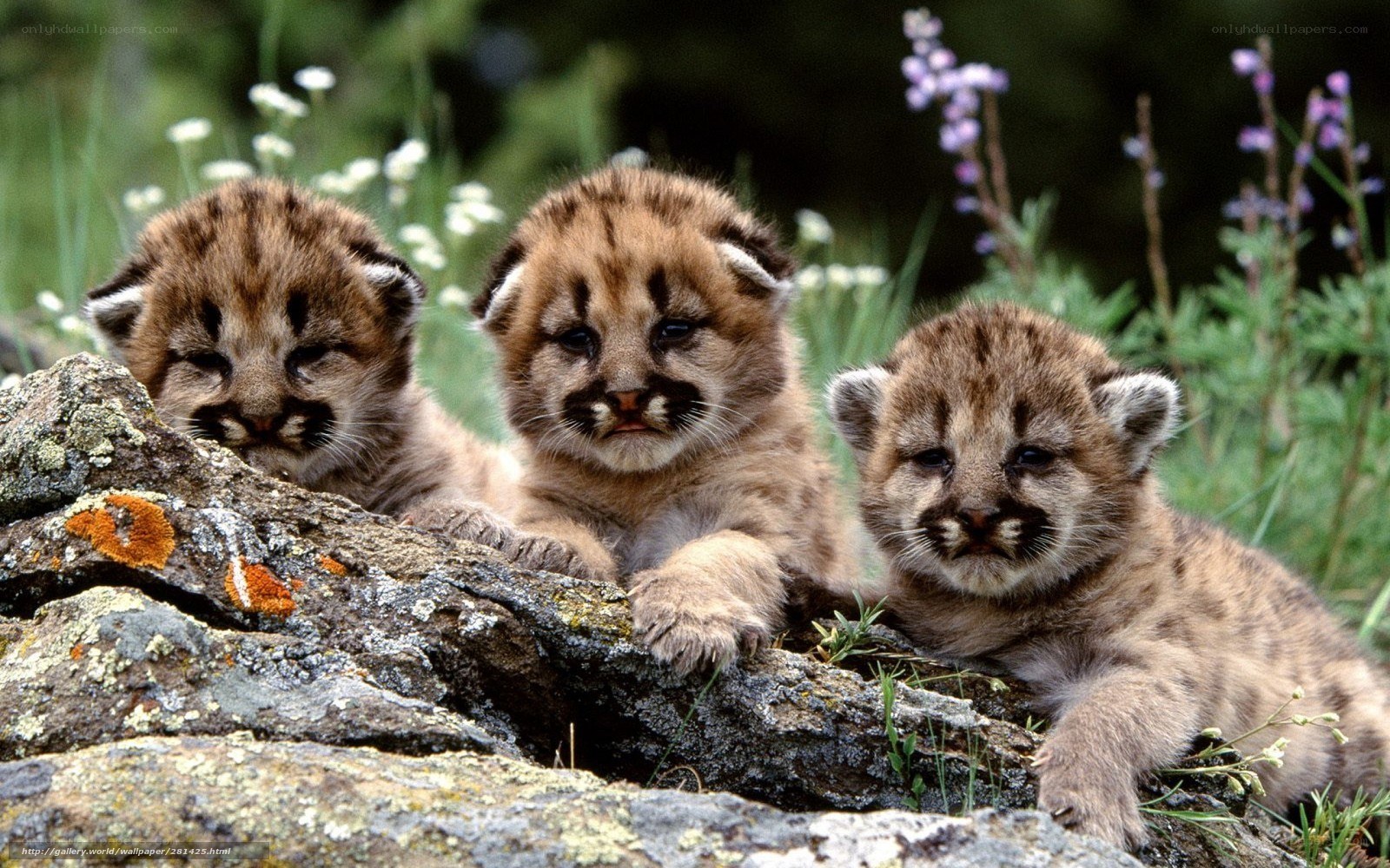 three cougar cubs on a rock