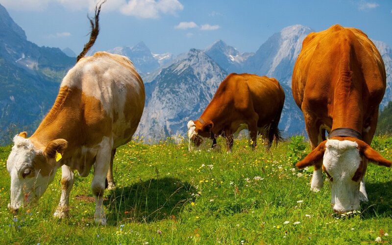 Three Cows Grazing
