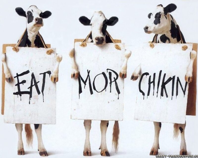 three cows holding signs