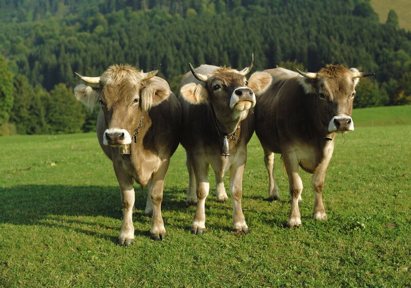 Three cows in a green field