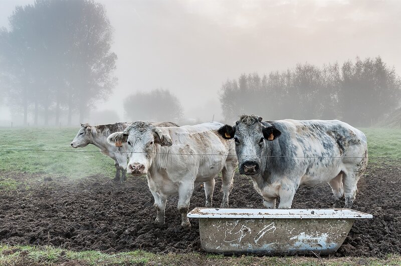 Three Cows in Field