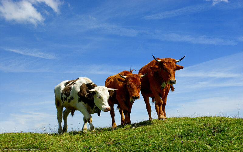 Three cows on a grassy hill