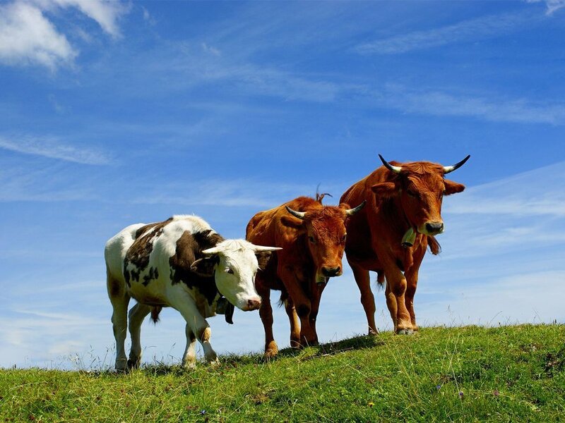 Three Cows on a Hill