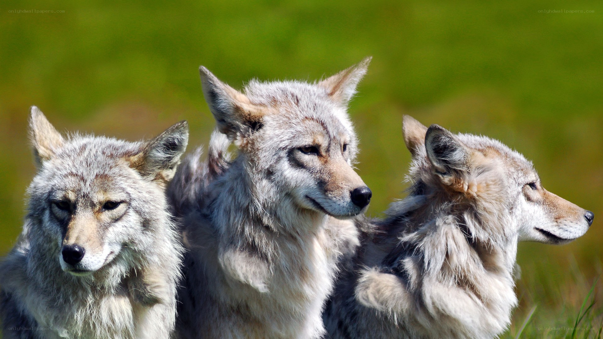 three coyotes in a field