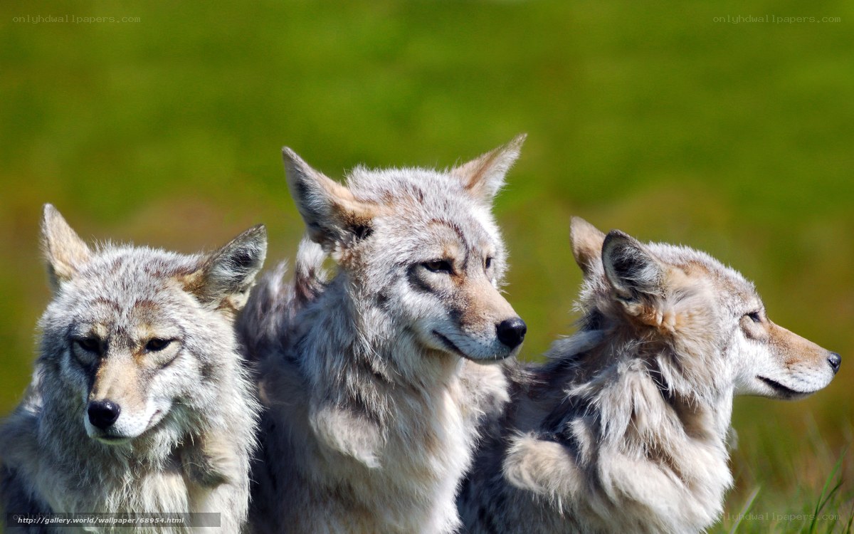 three coyotes in a field