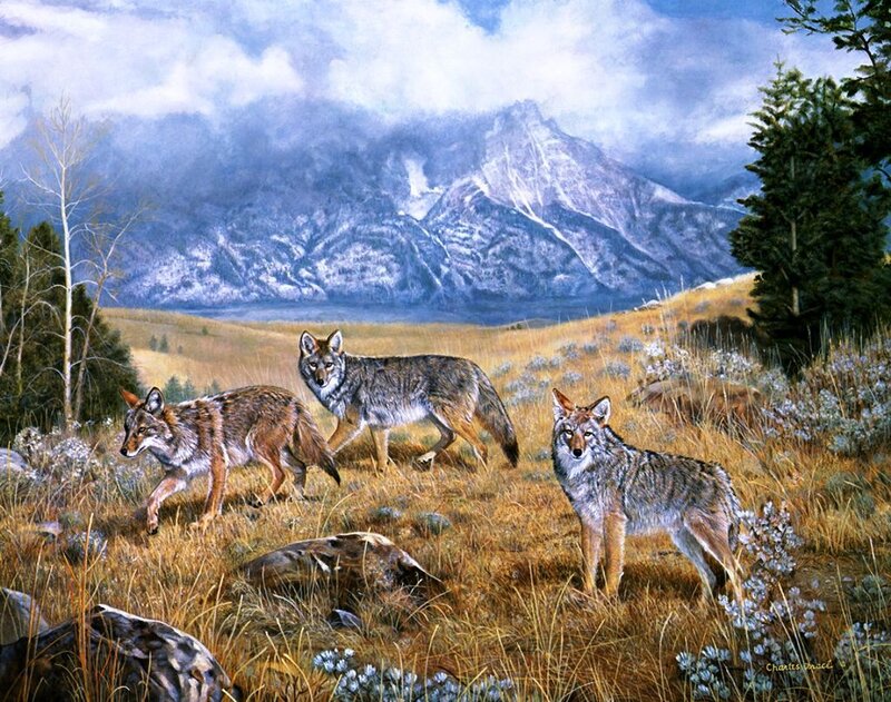 Three Coyotes in Field — Brown