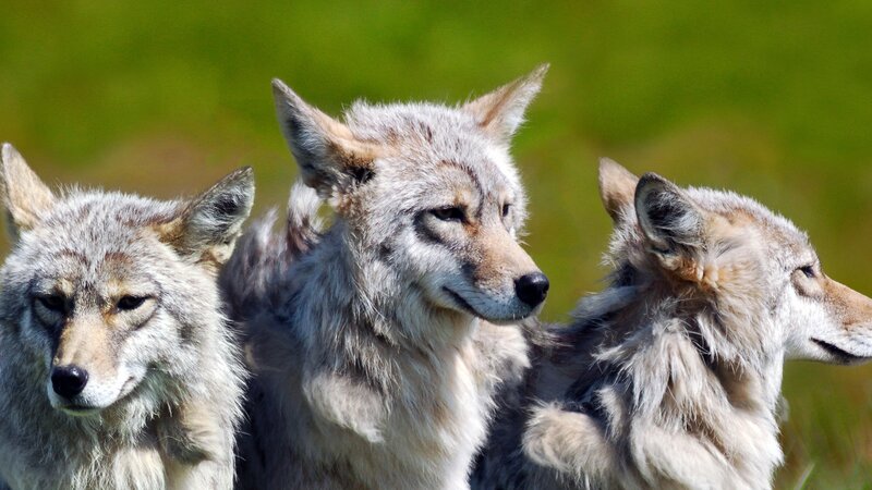 Three Coyotes in Field — Gray