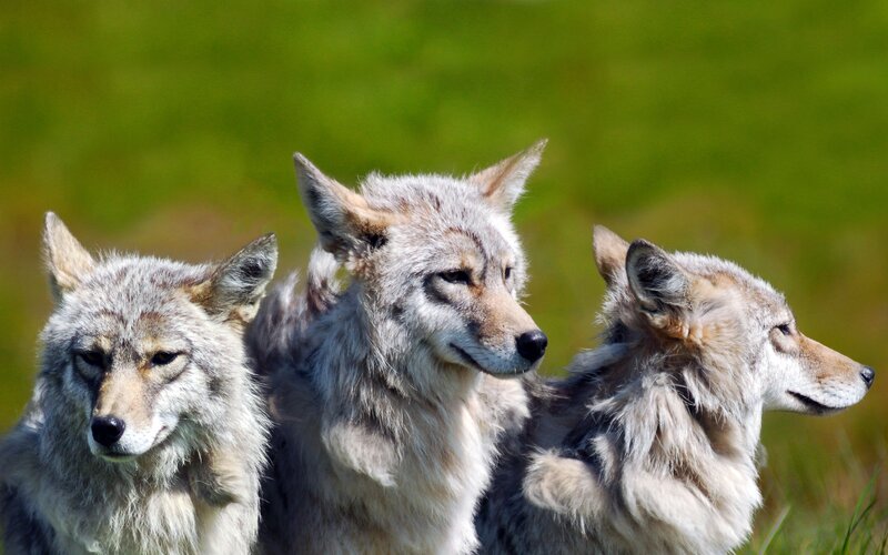 Three Coyotes in Field — Green, Calm