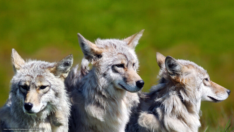 Three Coyotes in Field — Green