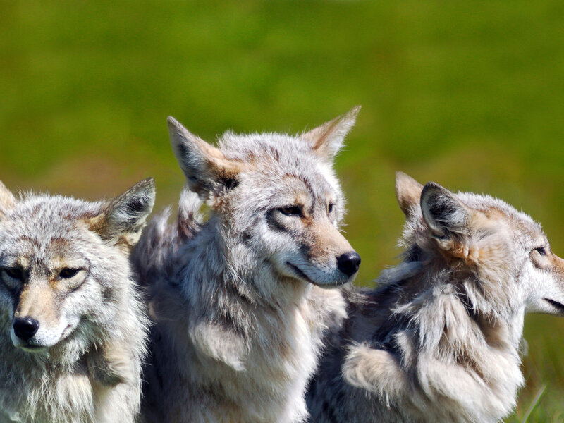 Three Coyotes in Field