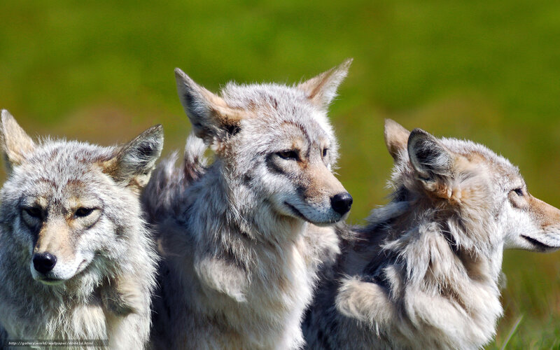 Three Coyotes in Grass — Green, Calm, Afternoon, Photograph