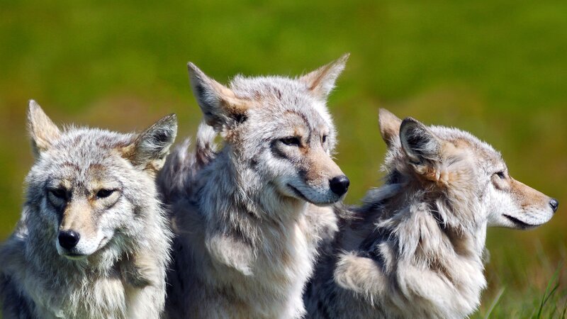 Three Coyotes in Grass — Green, Calm