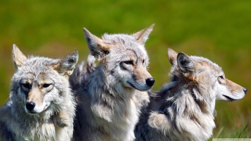 Three Coyotes in Grass — Green