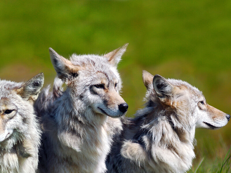 Three Coyotes in Grass