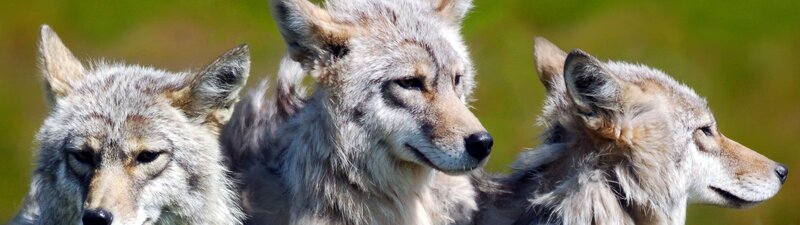 Three Coyotes in Profile