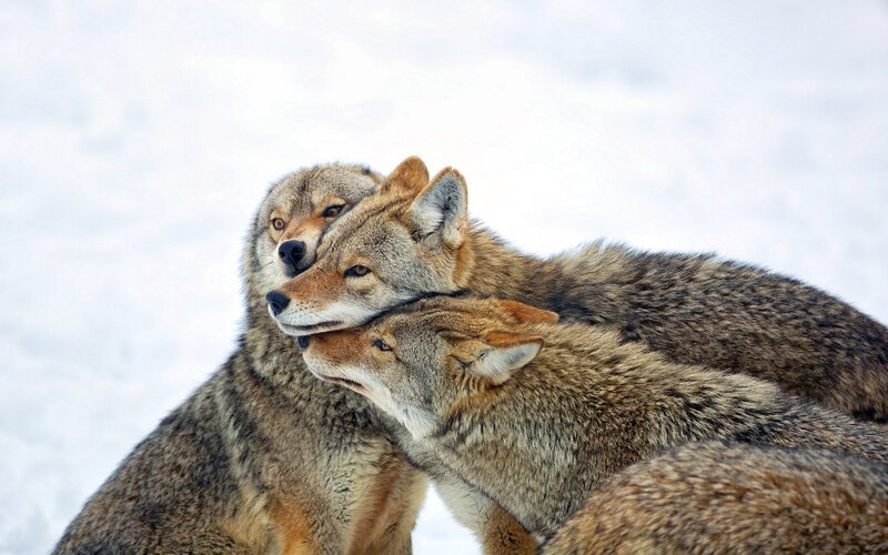 Three Coyotes in Snow — Gray