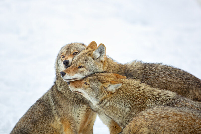 Three Coyotes in Snow