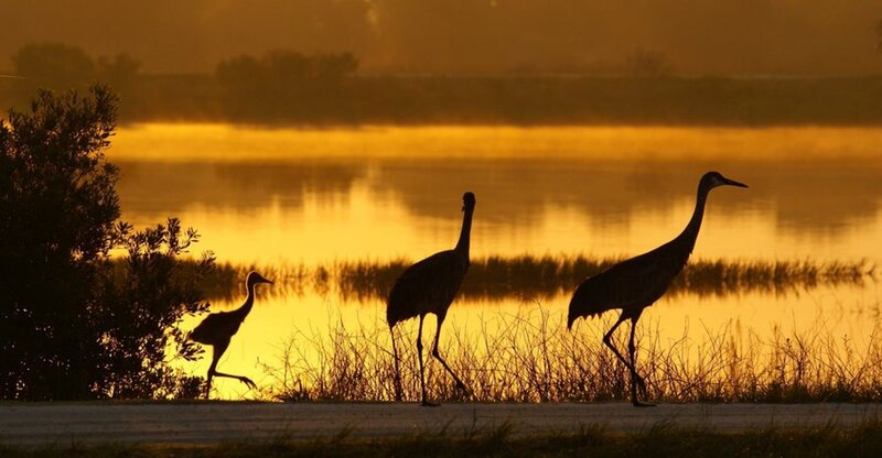 Three Cranes at Sunset