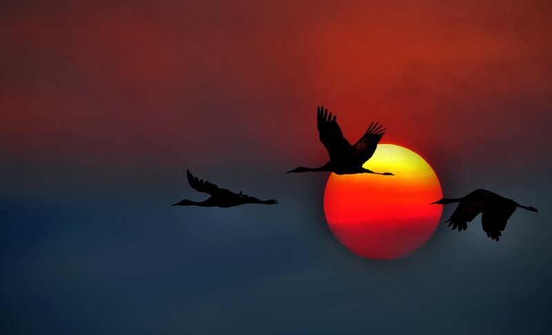 Three Cranes Flying — Red