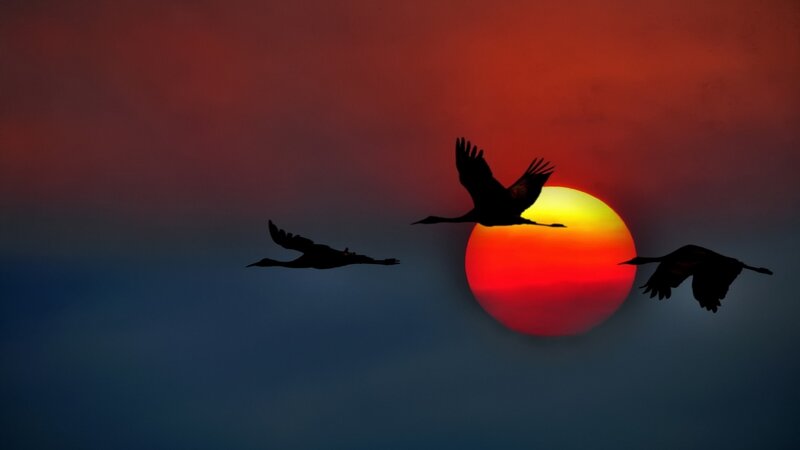 Three Cranes Flying