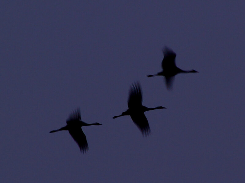Three Cranes in Flight — Purple