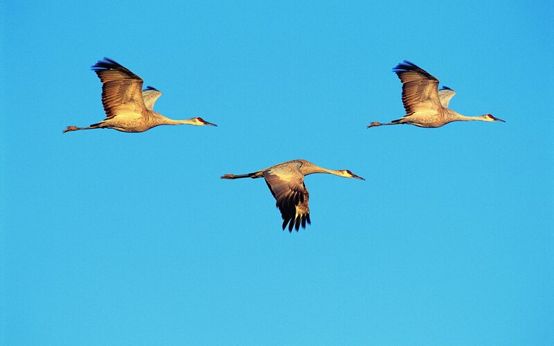 Three cranes in flight