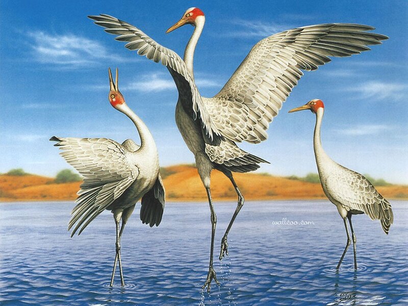 Three Cranes in Water