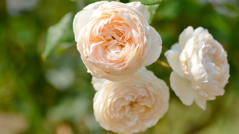 Three Cream-colored Roses