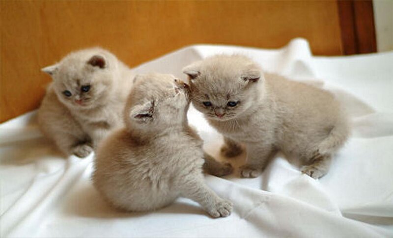 Three Cream Kittens