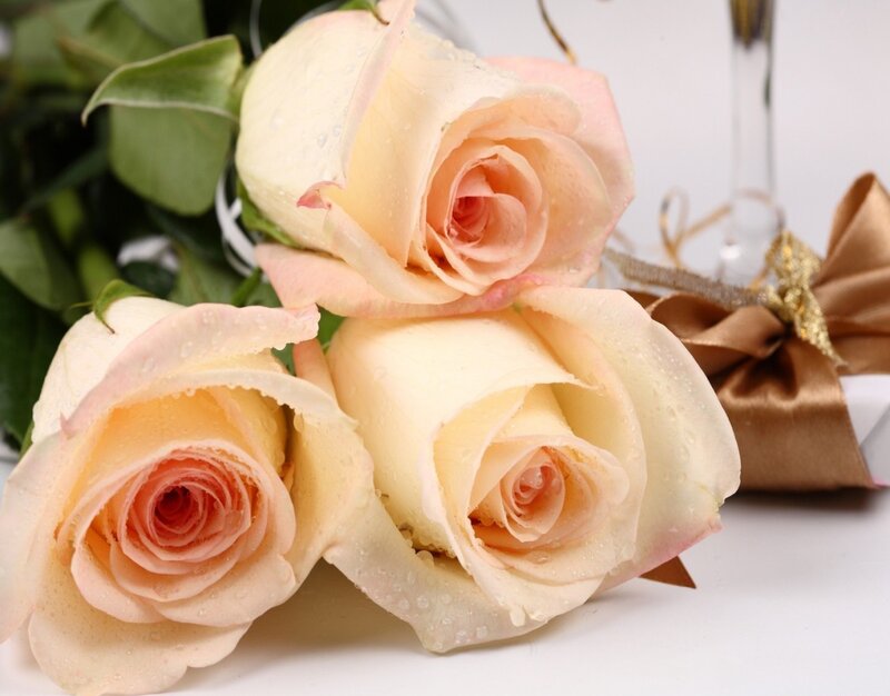 Three Cream Roses — Calm