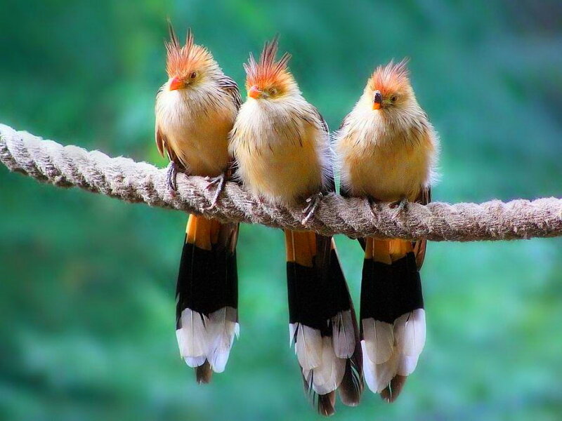 Three Crested Birds