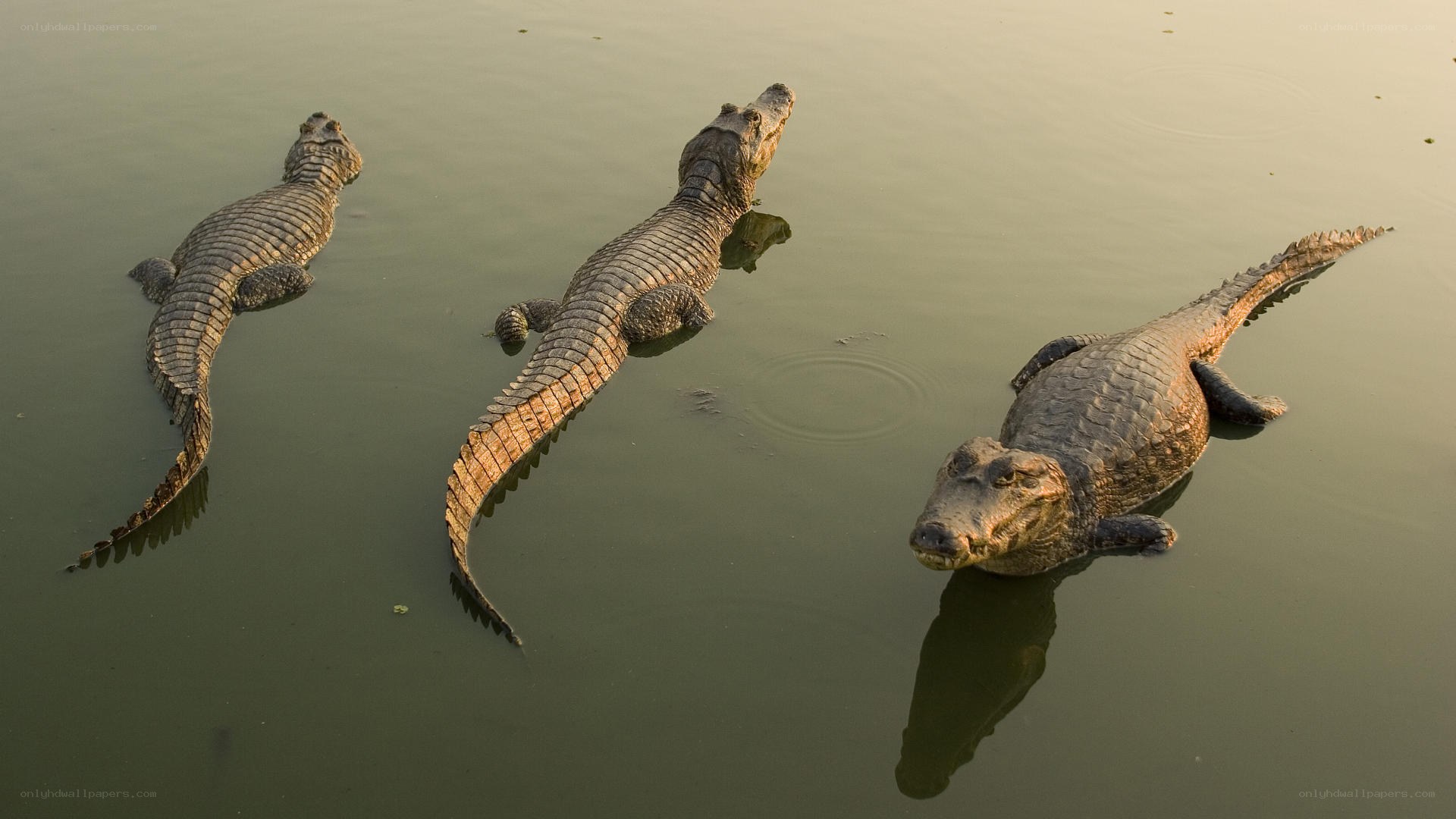 Three crocodiles in water