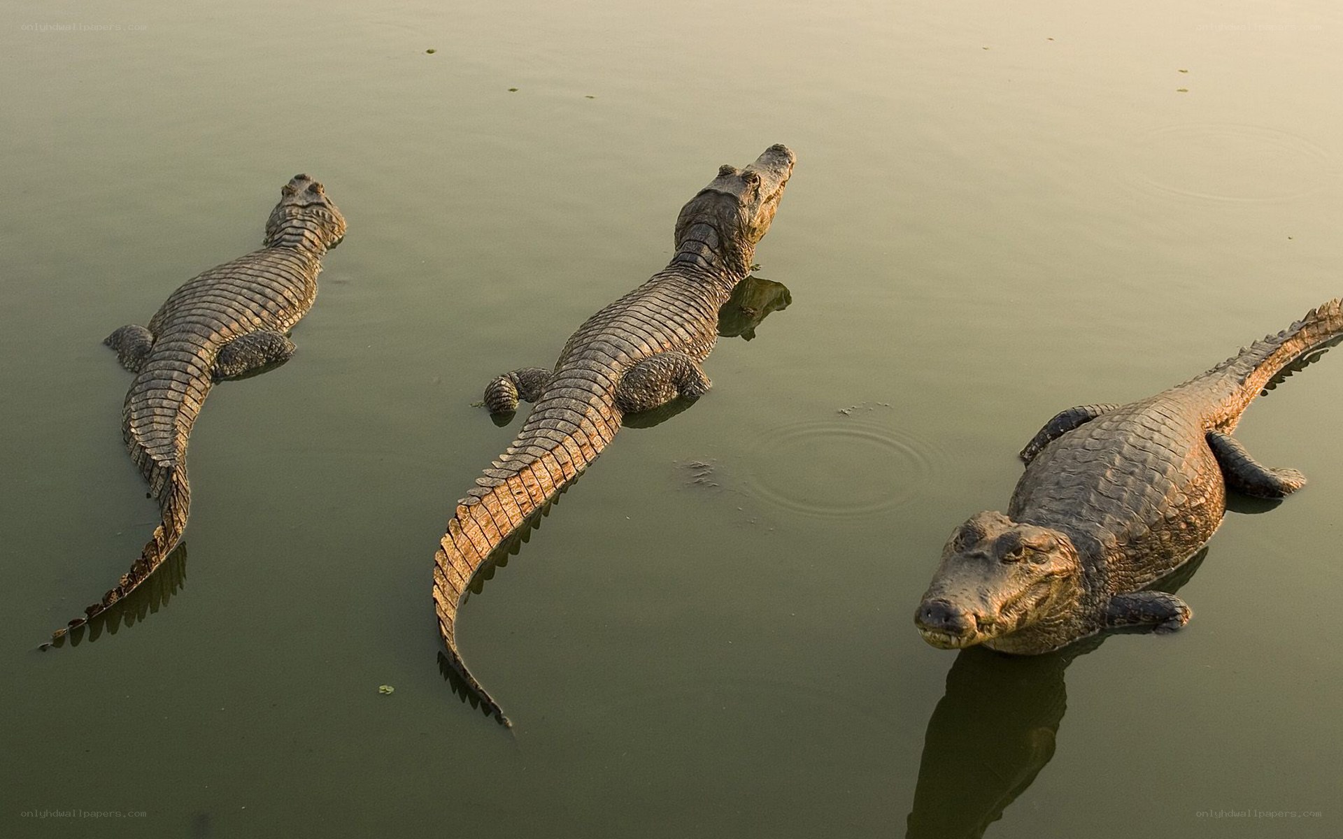 Three crocodiles in water