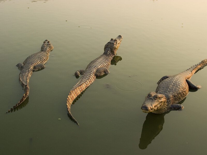 Three crocodiles in water