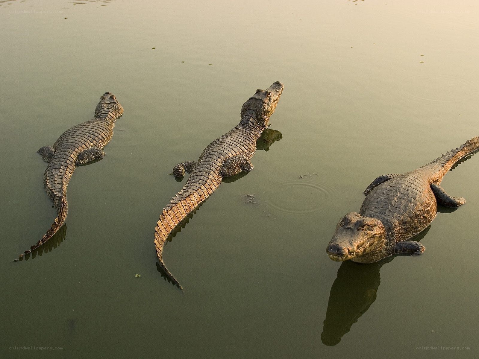 Three crocodiles in water