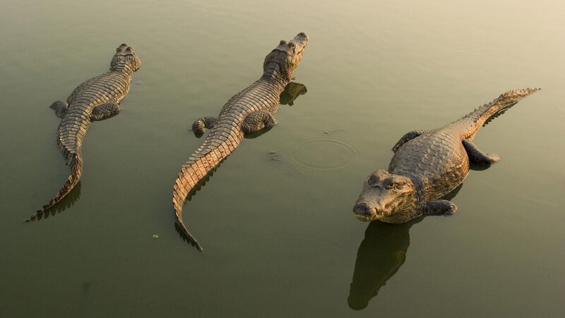 Three Crocodiles in Water — Green, Calm, Sunset