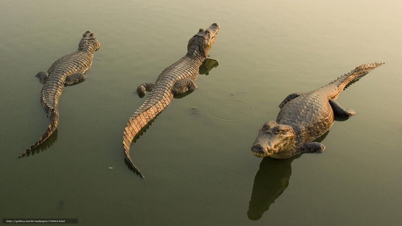 Three crocodiles in water