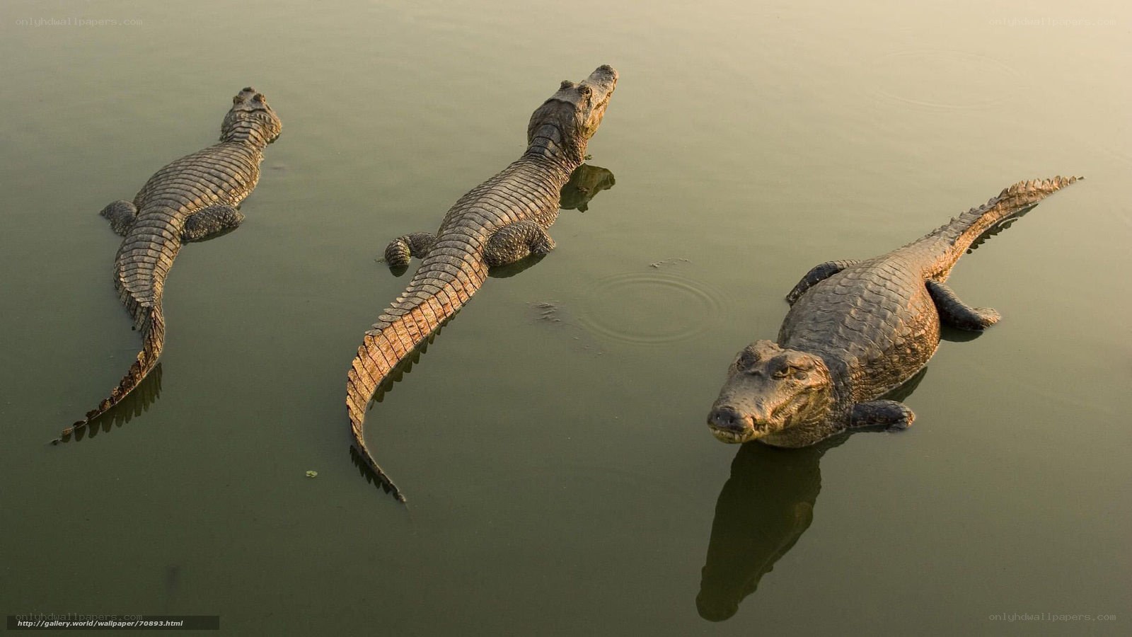 Three crocodiles in water
