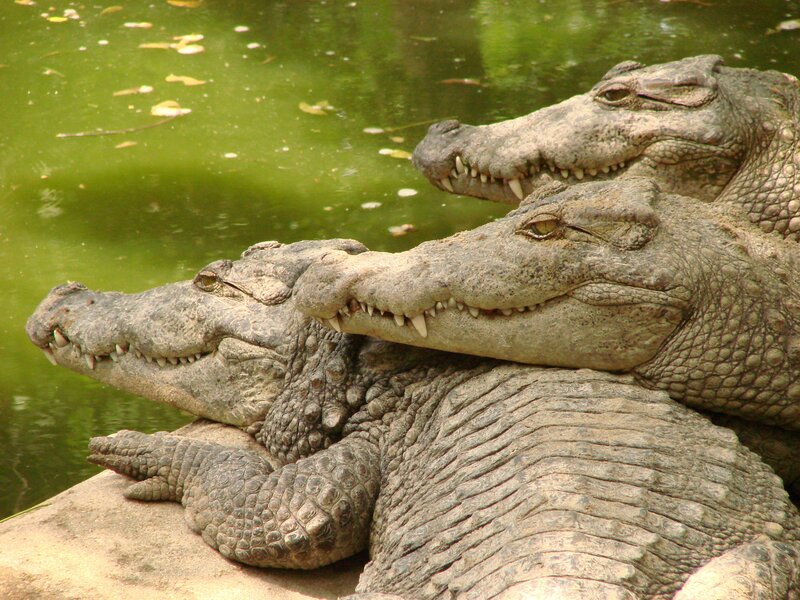 Three crocodiles resting by water