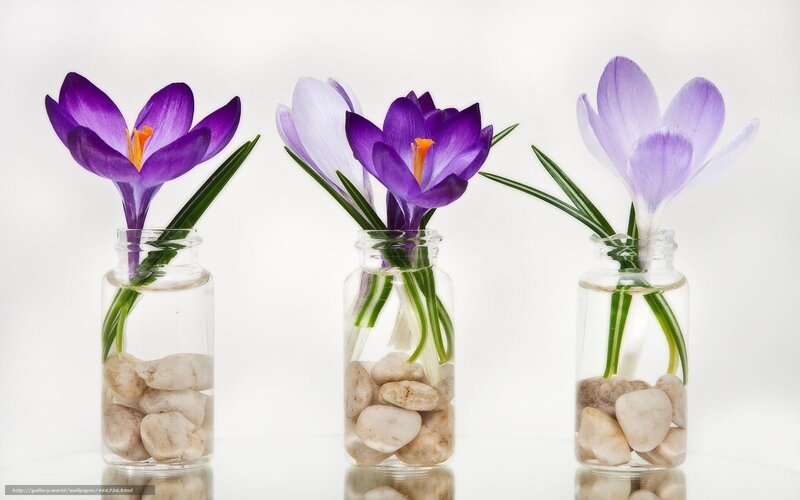 Three Crocus Flowers