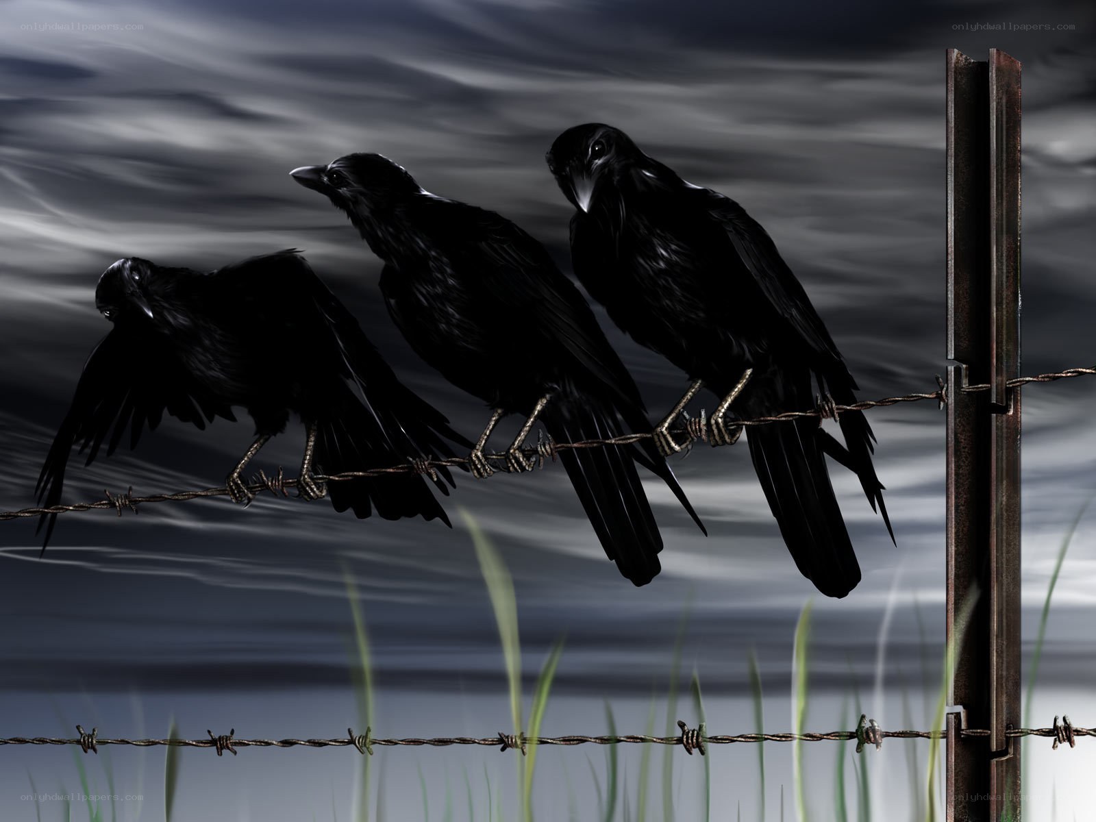Three crows on a barbed wire fence