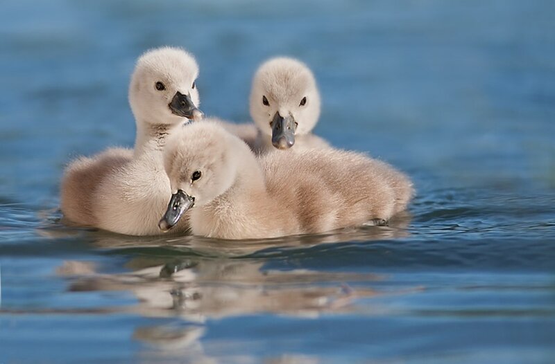 Three Cygnet Ducklings — Blue