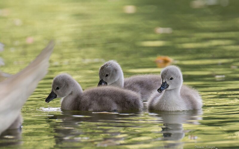 Three Cygnet Ducklings — Green