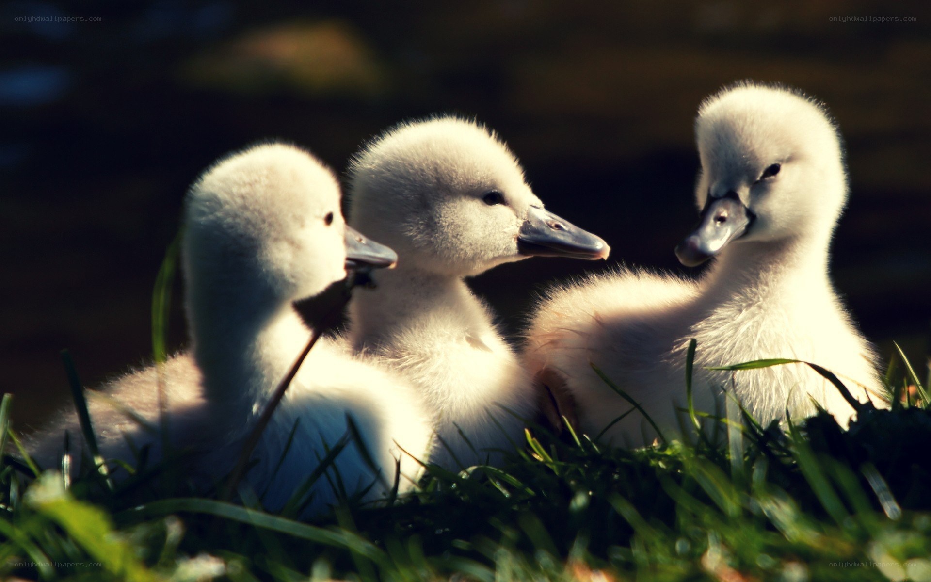 Three cygnet ducklings in grass