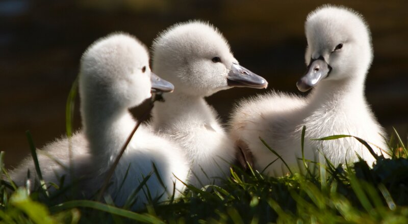 Three Cygnet Ducklings — White