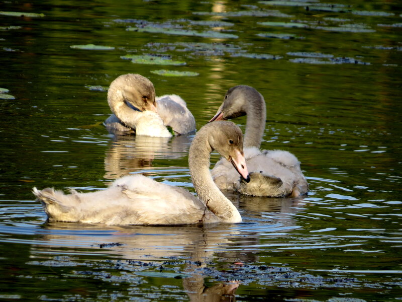 Three Cygnet Swans